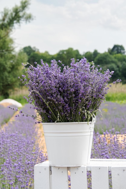 Fleurs de lavande pourpre recueillies dans un seau blanc sur fond de champ