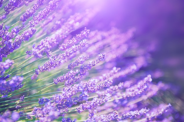 Fleurs de lavande en Provence, France. Image macro, faible profondeur de champ. Fond de belle nature