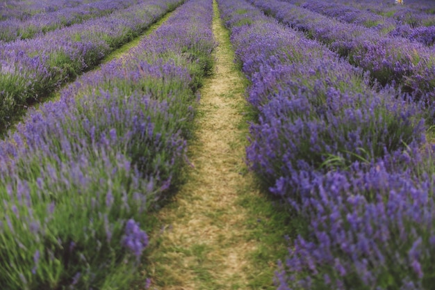 Des fleurs de lavande qui poussent dans les champs