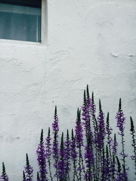 Des fleurs de lavande qui poussent à la maison