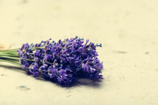 Fleurs de lavande se bouchent