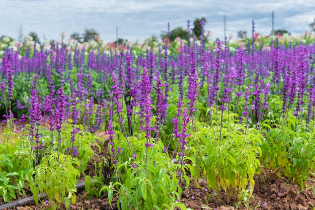 Les fleurs de lavande se concentrent peu et en profondeur dans le champ.