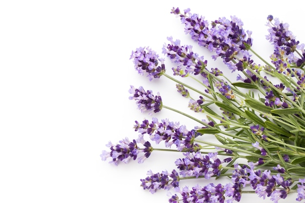 Fleurs de lavande sur une surface blanche.