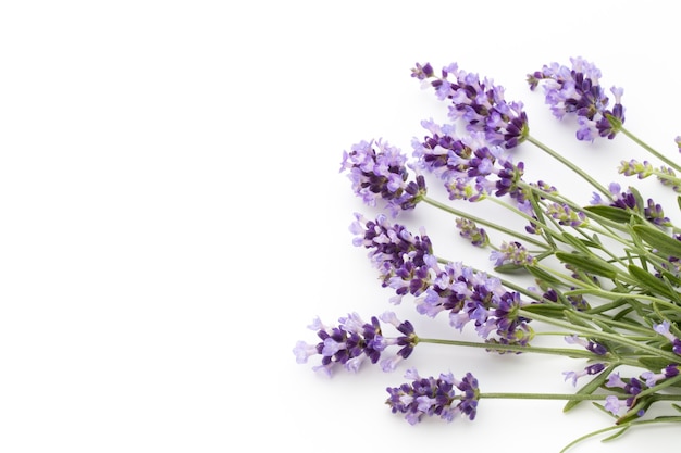 Fleurs De Lavande Sur Une Surface Blanche.