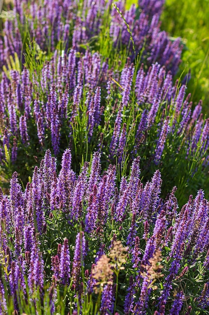 Fleurs de lavande violette sur fond de journée ensoleillée