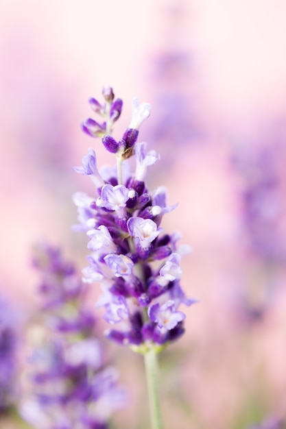 Photo fleurs de lavande.