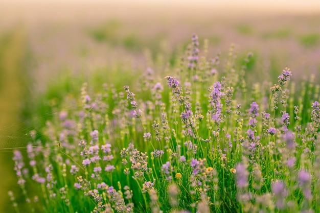 Fleurs de lavande