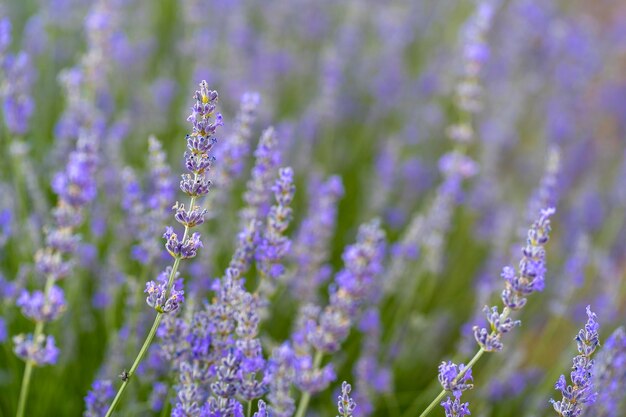 fleurs de lavande