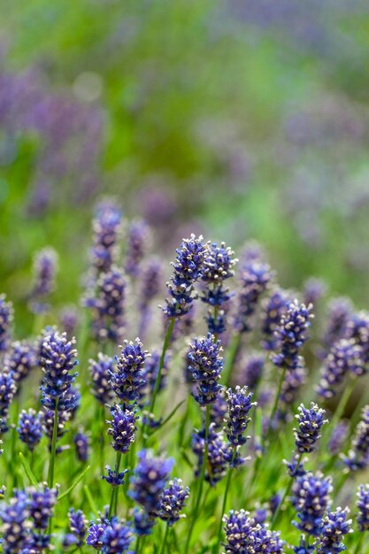 fleurs de lavande