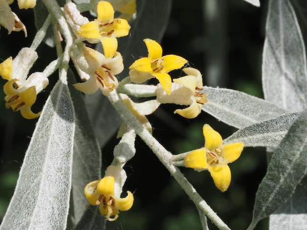 Fleurs d'Éléagnus