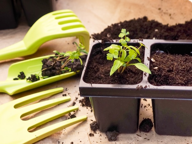 Fleurs et légumes sur fond en bois rétro. Plante d'appartement. Les semis en pots.