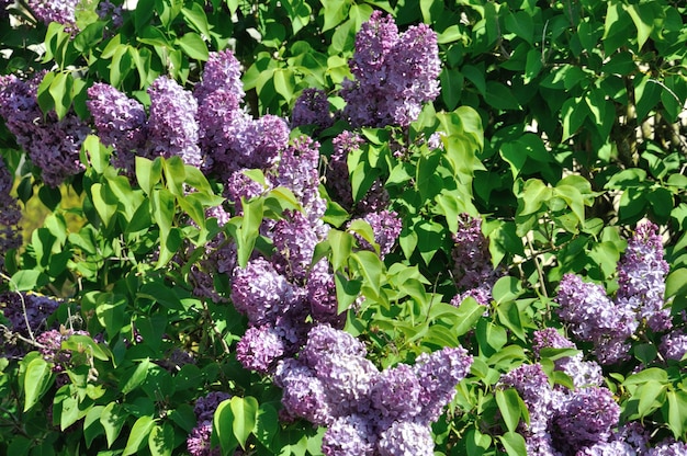 Fleurs de lilas au printemps