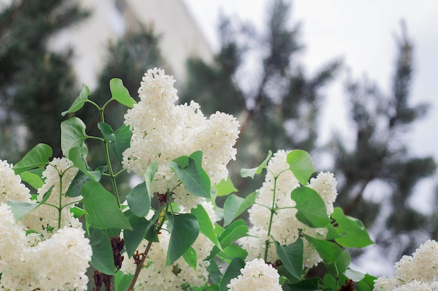 Les fleurs de lilas blanc fleurissent au printemps