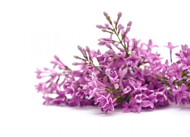 Fleurs lilas sur blanc