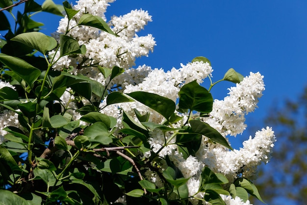 Fleurs lilas blanches sur un buisson