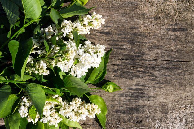 Fleurs lilas blanches sur fond de bois avec espace de copie