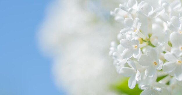 Les fleurs de lilas blancs s'épanouissent