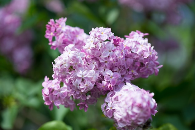 Fleurs lilas close up sur fond de végétation floue