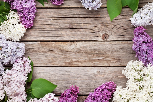 Fleurs lilas colorées