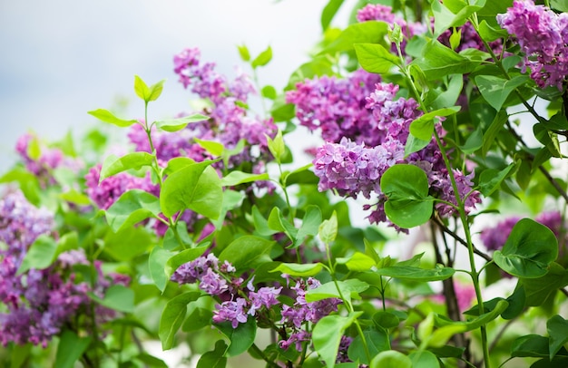 Fleurs lilas dans le jardin