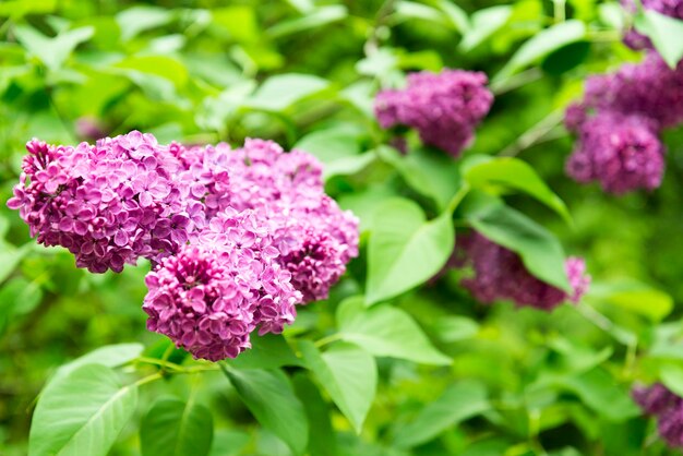 Photo fleurs lilas dans le jardin