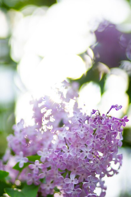 Photo fleurs de lilas en fleurs avec des feuilles vertes floues lilas violet sur un fond flou copier l'espace