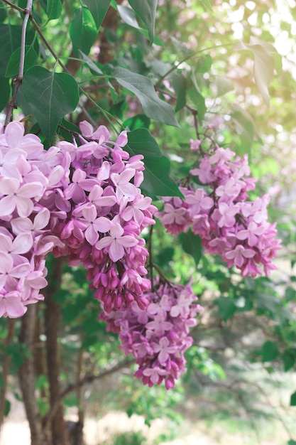 Fleurs de lilas en fleurs luxuriantes