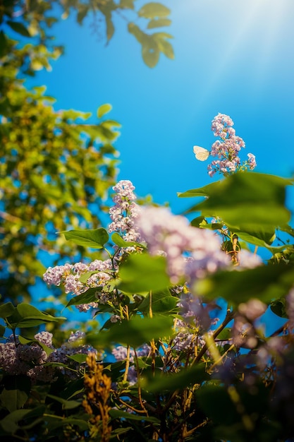 Fleurs lilas en fleurs avec papillon aux beaux jours