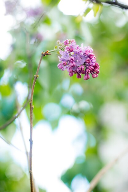 Fleurs lilas en fleurs