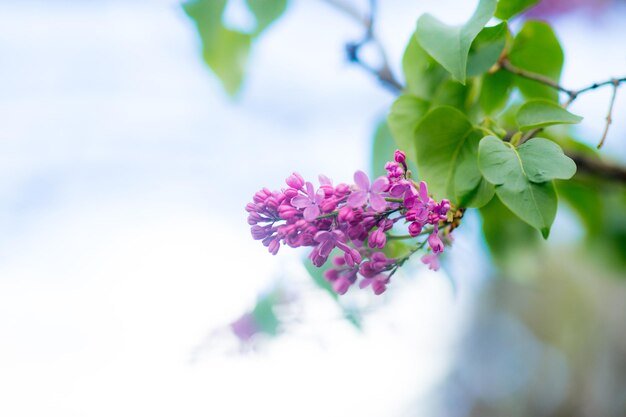 Fleurs lilas en fleurs