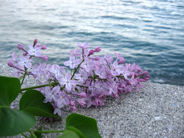 fleurs lilas sur fond de mer