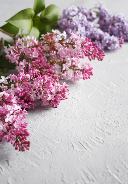 Fleurs lilas sur fond texturé blanc