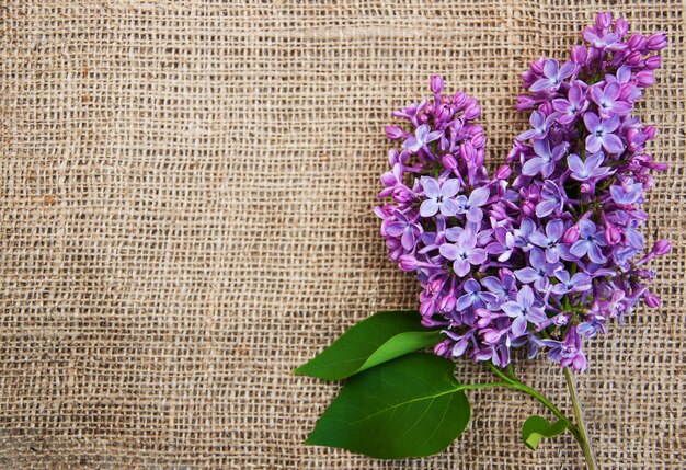 Fleurs lilas sur fond