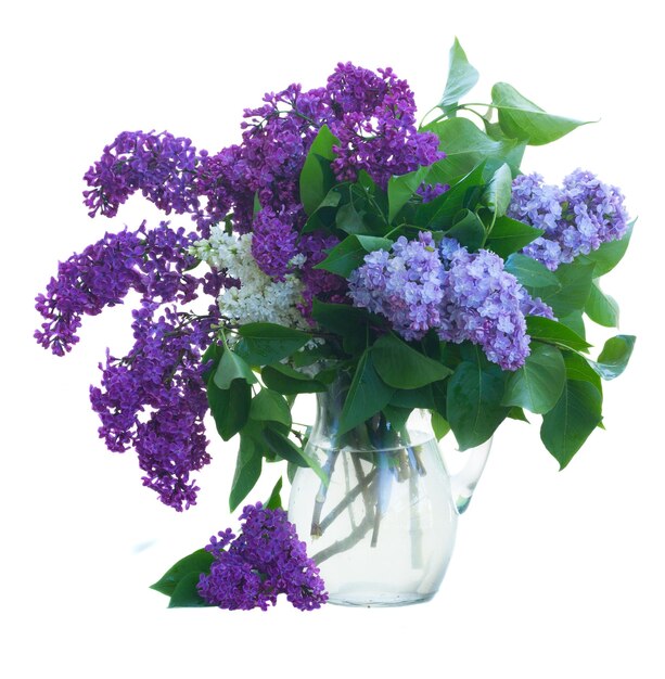 Fleurs lilas fraîches avec des feuilles vertes isolées sur fond blanc