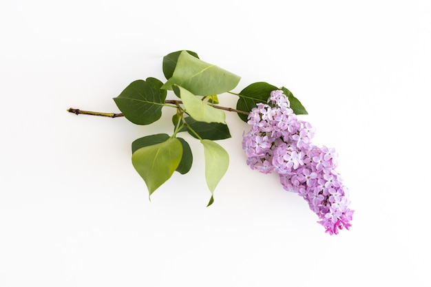 Fleurs lilas isolés sur fond blanc