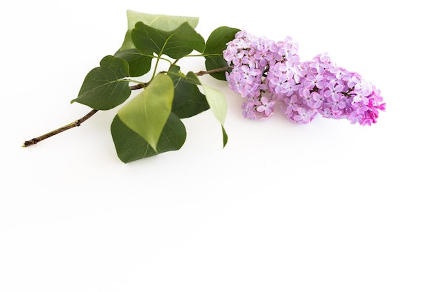 Fleurs lilas isolés sur fond blanc