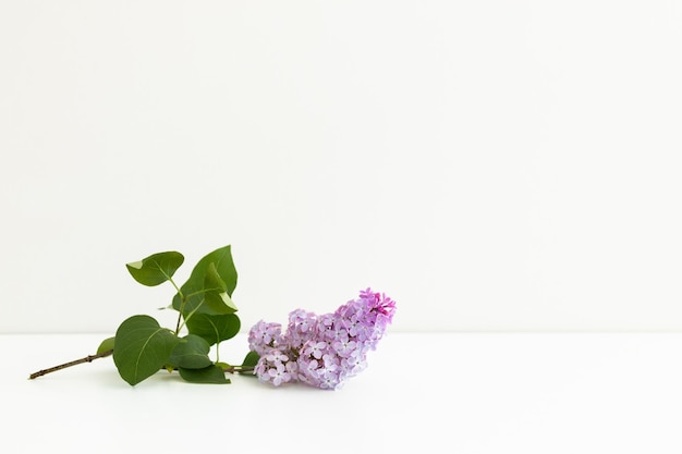 Fleurs lilas isolés sur fond blanc