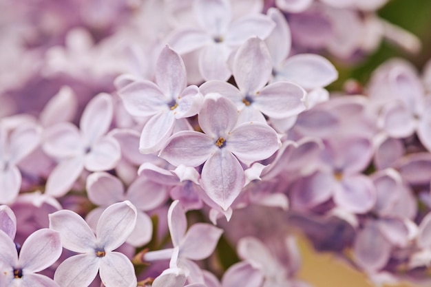 Fleurs lilas parfumées Syringa vulgaris faible profondeur de champ