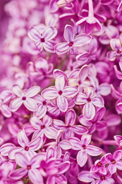 Fleurs lilas parfumées Syringa vulgaris faible profondeur de champ