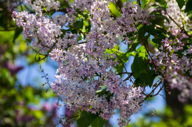 Fleurs lilas pourpres sur un buisson