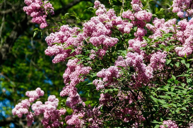 Fleurs lilas pourpres sur un buisson