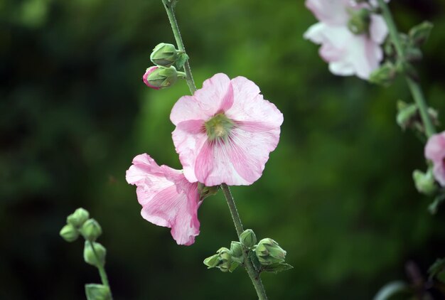 Fleurs lilas pourpres à l'extérieur au soleil