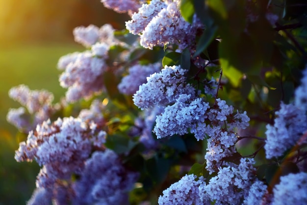 Fleurs lilas pourpres à l'extérieur au soleil