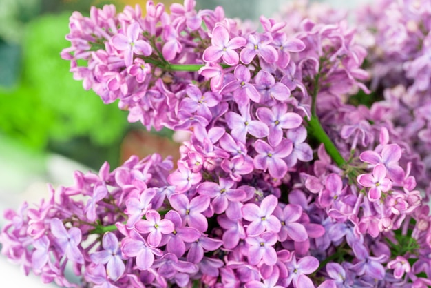 Fleurs lilas pourpres fleurissent dans le fond du jardin printemps