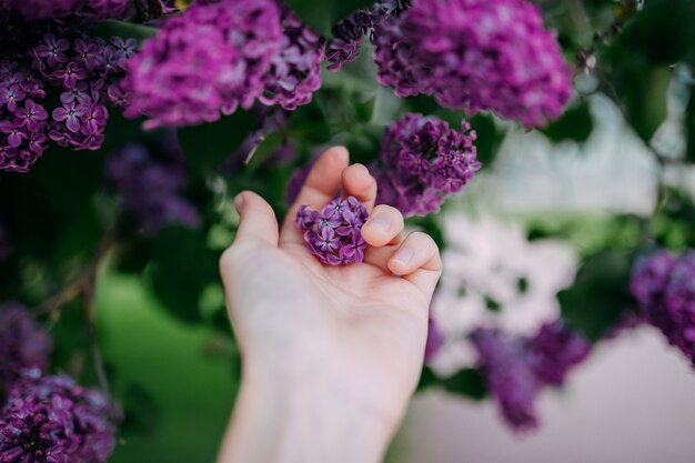 Fleurs lilas pourpres en fleurs au printemps