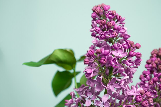 Fleurs lilas pourpres printemps fond de fleur