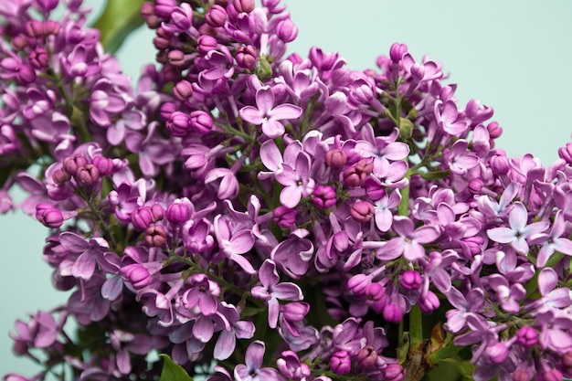 Fleurs lilas pourpres printemps fond de fleur