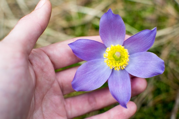 Les fleurs de lilas poussent dans des endroits où une grande quantité de soleil pénètre à la lisière des forêts de pins sur une colline ou un sol sablonneux Cette fleur est incluse dans le livre rouge Période de floraison de mi-avril à mai