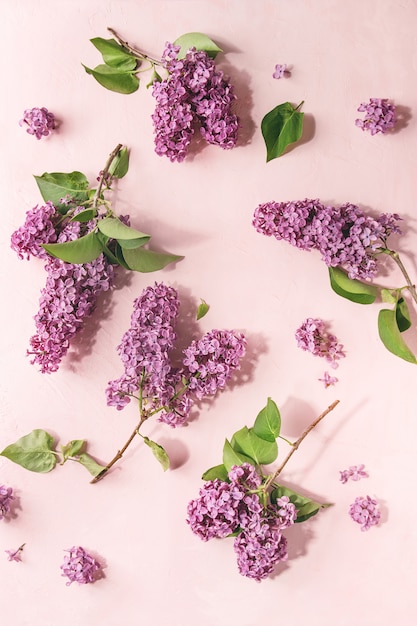 Fleurs lilas sur rose