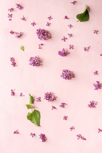 Fleurs lilas sur rose